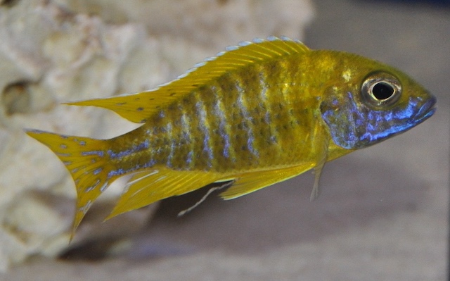 Aulonocara baenschi 'Nkhomo Reef'
